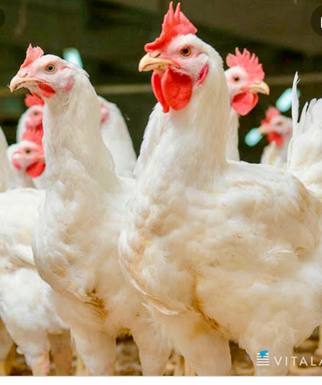 Poulet de chair en vente