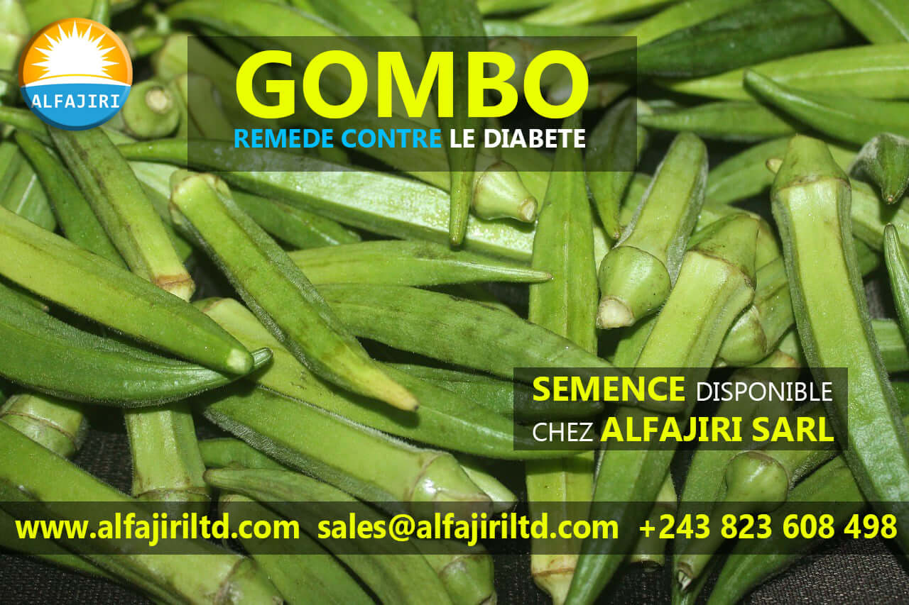 SEMENCE GOMBO