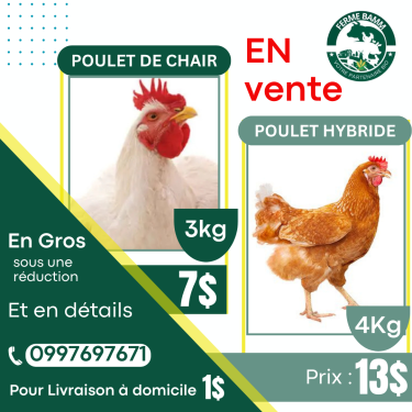 Poulet de chair et hybride